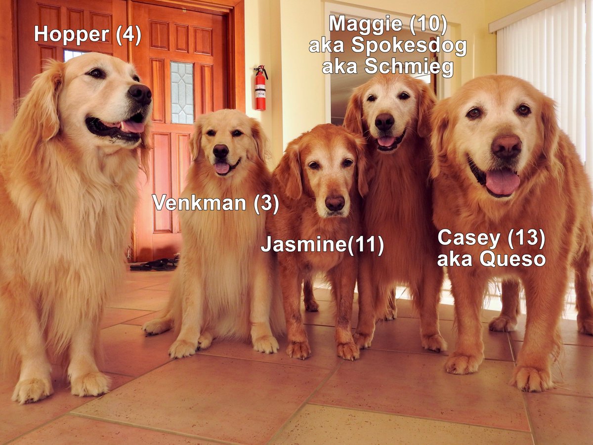 The Golden Ratio tweet media