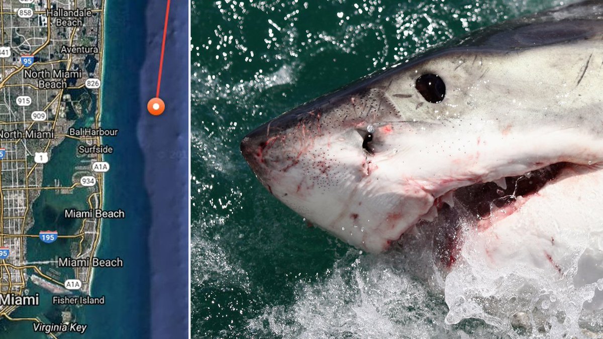 Great white shark currently being tracked about a mile off the South Florida coast bit.ly/2mLIG4d?utm_so… https://t.co/g1JBJ1AmRQ