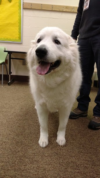 TJHS_SOCIALWORK's tweet photo. Thanks to Animal friends for allowing us to play with their certified therapy pets Dimitry and Finnegan.  The students and staff were eager for stress relief during midterm week!!! https://t.co/20UQDTAtxG