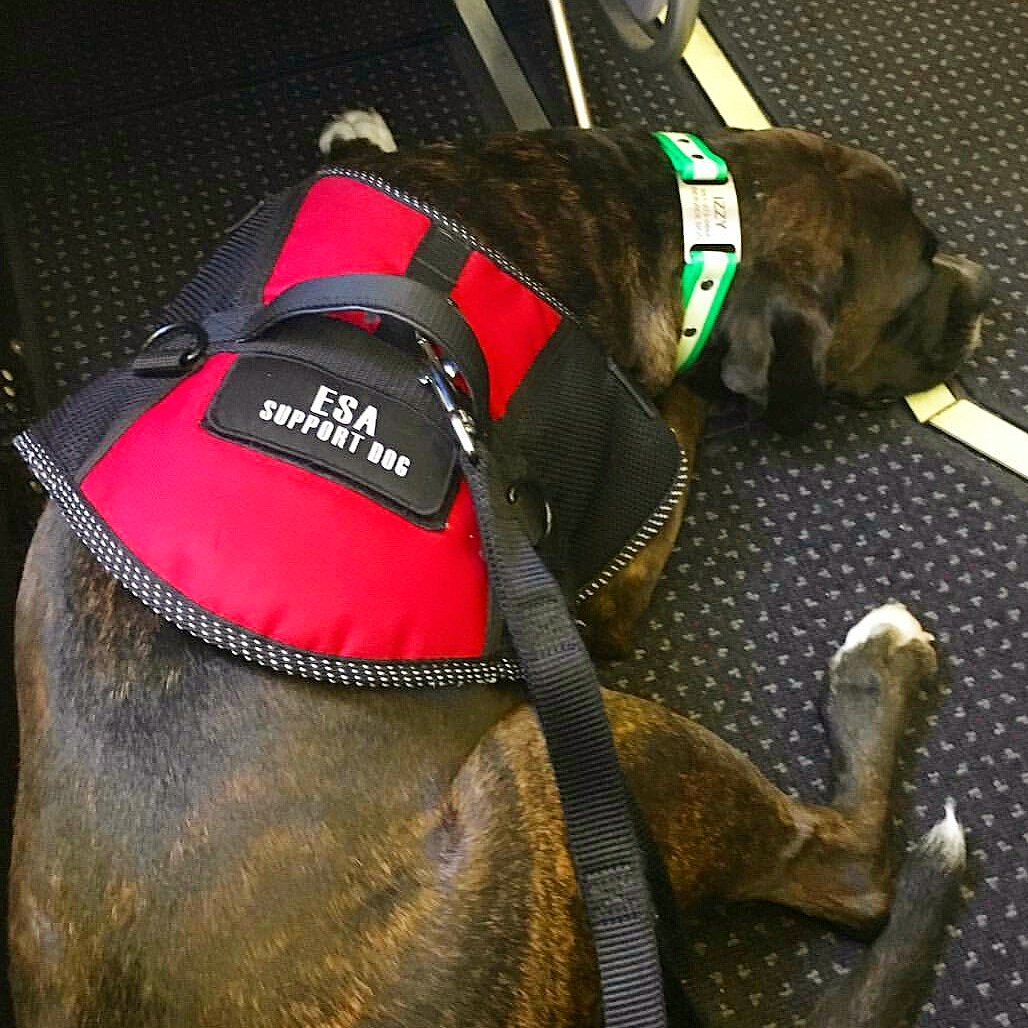 usserviceanimal's tweet photo. Izzy flies like a pro! 🐶🐾✈️
#ussupportanimals #emotionalsupportanimal #emotionalsupportdog #emotionalsupportanimals #esadog #esadogs #myesa #travel #traveling #emotionalsupport #supportdog #supportdogs #mentalhealth https://t.co/GyFZIhAs4k