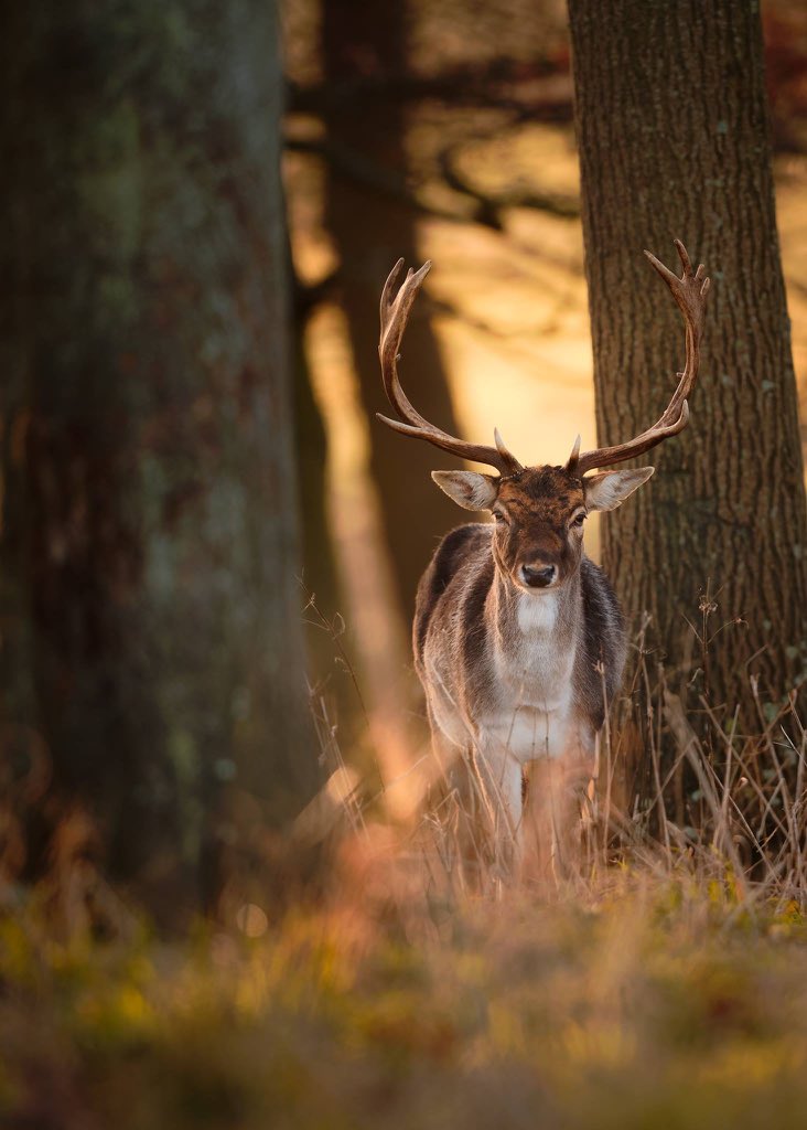 HolkhamEstate's tweet photo. A Red Deer in Holkham park

📷 Jonathon Casey https://t.co/KjzkjV04HF