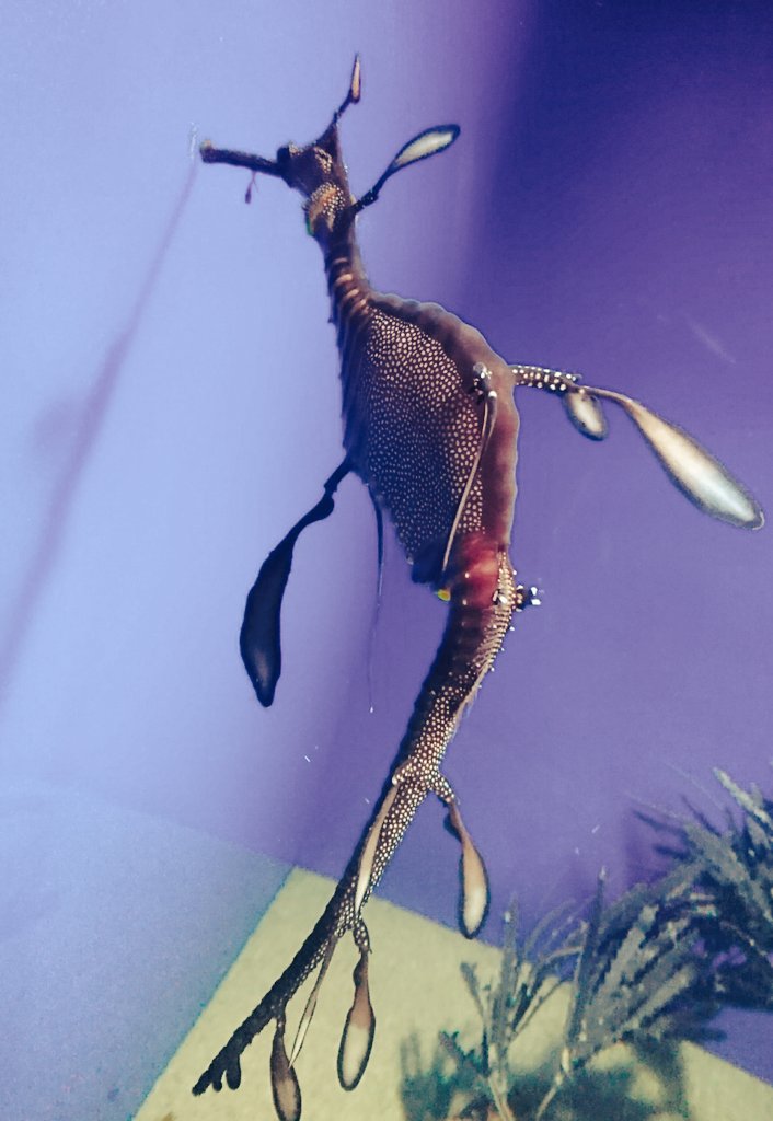 シウ シードラゴン名前だけでワクワクするしまた見に行きたい