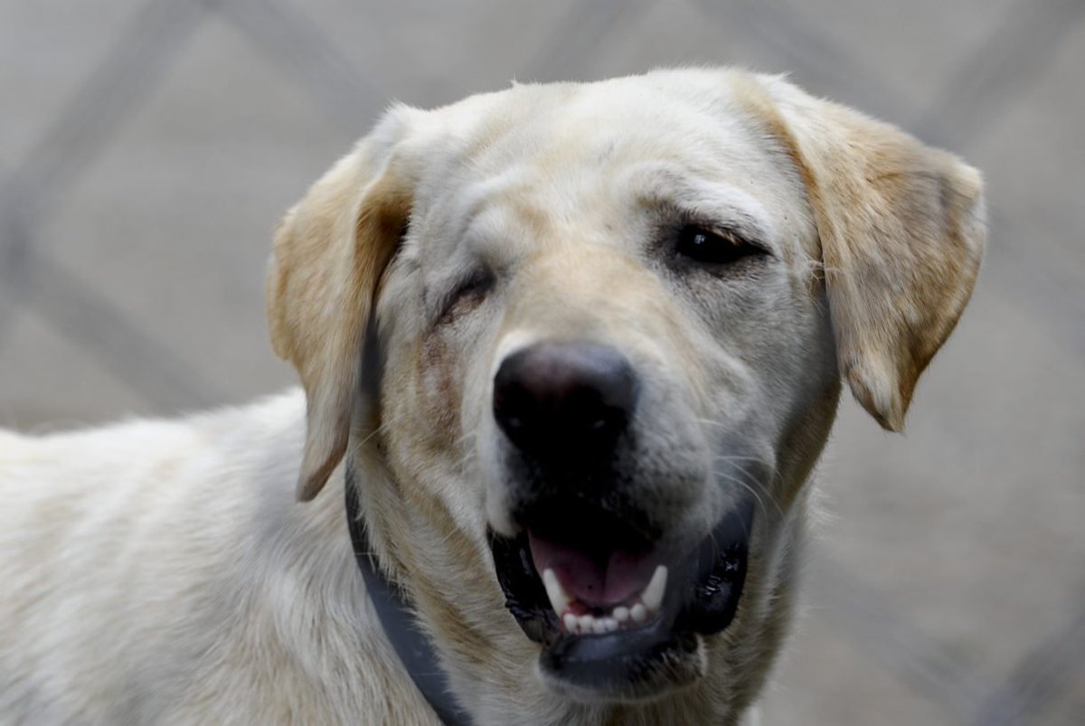waynepacelle's tweet photo. 250.  That’s the number of local governments that have restricted the sale of dogs and cats from pet stores, unless they come from shelters or rescues. City of Poulsbo, WA was 250. More progress in the fight to end puppy mills. https://t.co/jMPVIsNLpD https://t.co/BY5E0kGMvl
