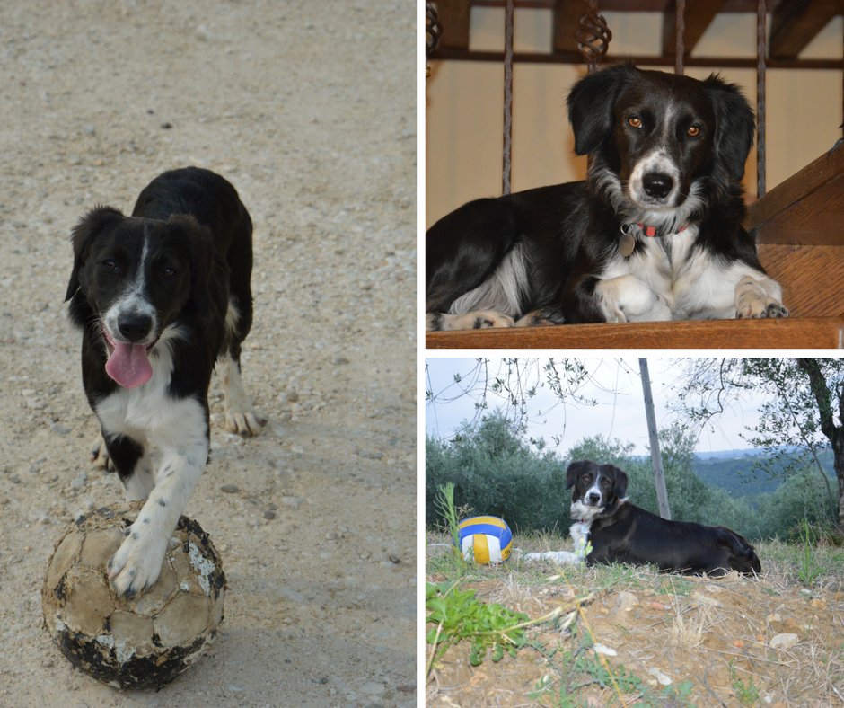 MTVinoToscana's tweet photo. L'amore per il #vino è anche amore per gli #animali! Oggi vi presentiamo Zoe! La mascotte a quattro zampe di #TerrediPerseto @MTV_Italia #pets #wine #animals #dogs #winelovers #winetravel #doggylove https://t.co/NGV5SxZQe4