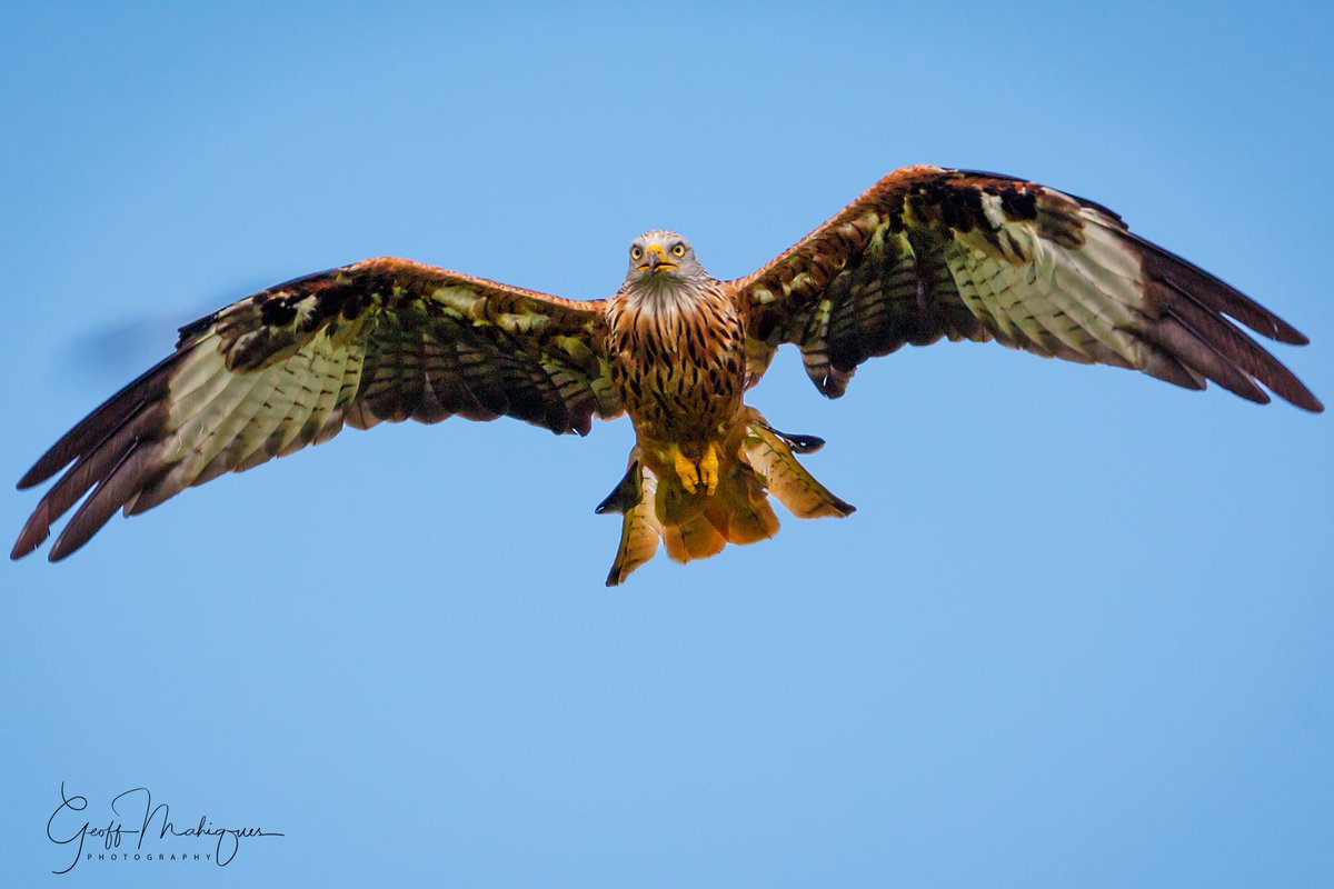 geoffmahiques's tweet photo. Target locked - Red Kite taken at #gigrin Farm in #Wales

Taken using what is easily my favourite lens, the @CanonUKandIE 500mm F4 L

#wildlifephotography #wildlife #Raptors #birdsoftwitter https://t.co/EEyGjFCfoT