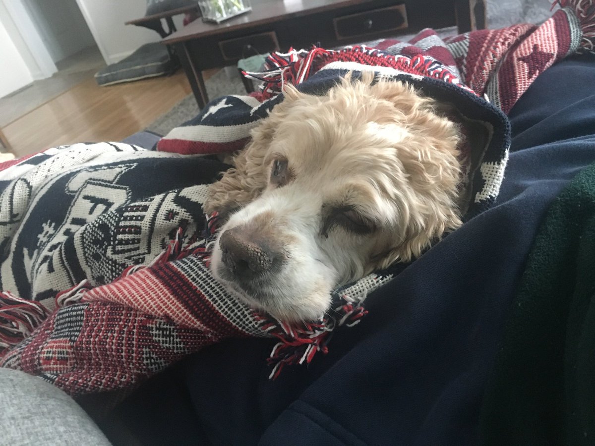 LibbsLife's tweet image. Chillin on a snowy day on Dad’s lap. #snowdogday