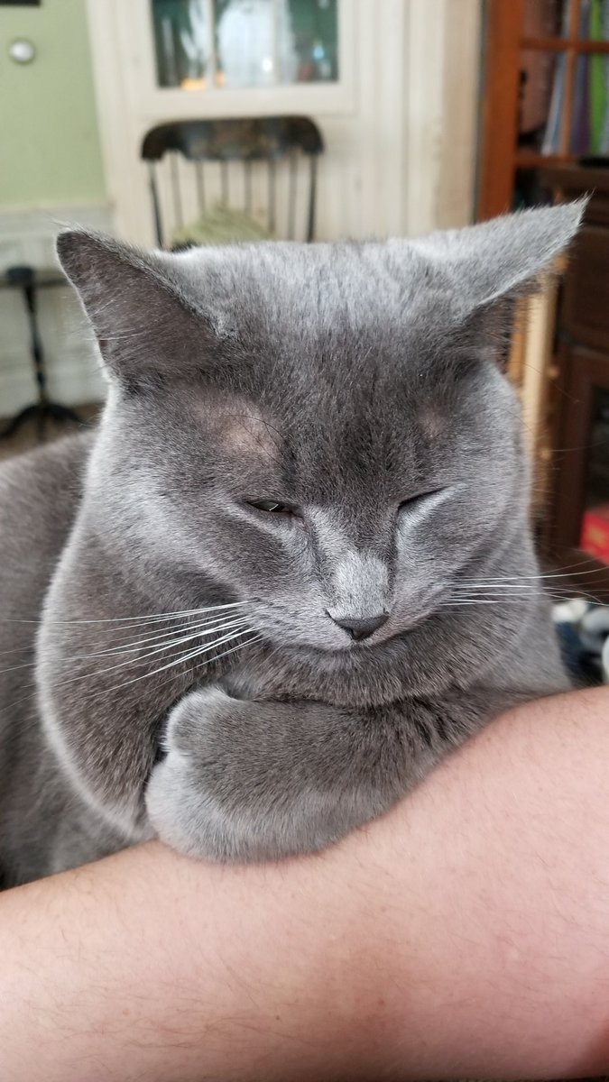 itsapmseymour's tweet photo. I bring you the sleeping cat of good fortune, rt for blessings by the tired baby https://t.co/el5XNWkJtQ