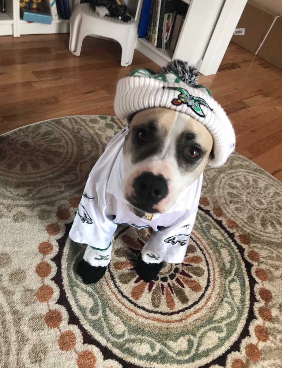 Meg_Targaryen's tweet photo. According to the Chinese calendar, it’s the Year of the DOG. Let’s go 🦅! It’s our time. @FOX29philly @NBCSPhilly @Eagles @amyfadoolNBCS @BrianDawkins https://t.co/S1MOBZQF2g