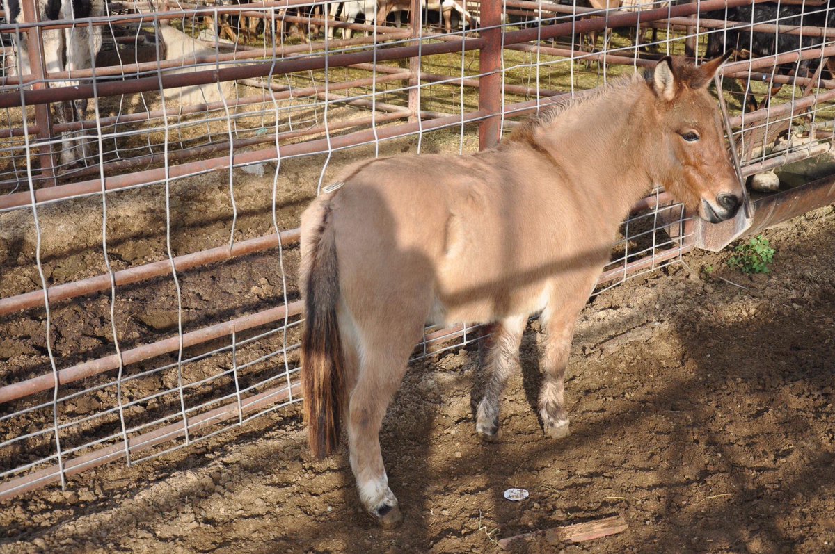 Everything at Auction today! Cows, kids, donkeys and horses all needing help and a safe landing. 
Pp rescue@hicaliber.org