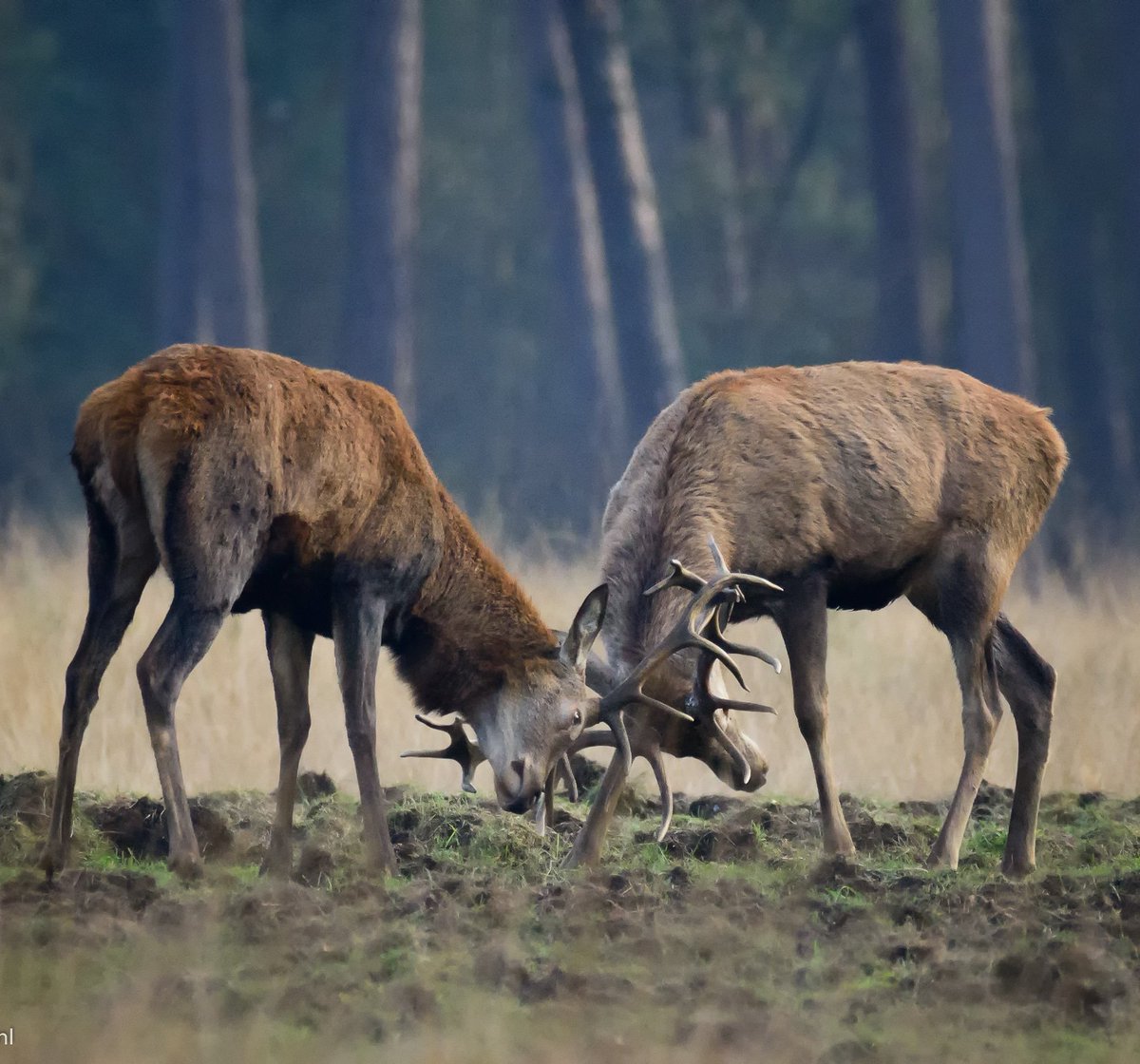 Fotograveluwe.nl (@fotograveluwenl) on Twitter photo Geweidragers op het zwarte veld, zaterdag 13-01-2018. <a href="/HogeVeluwe/">NP De Hoge Veluwe</a> @mjphotonl <a href="/Bpmfotografie/">BPMfotografie Breda</a> <a href="/NatuurKiek/">Ronald O</a> <a href="/OnzeVeluwe/">Onze Veluwe</a> Geweidragers op het zwarte veld, zaterdag 13-01-2018. <a href="/HogeVeluwe/">NP De Hoge Veluwe</a> @mjphotonl <a href="/Bpmfotografie/">BPMfotografie Breda</a> <a href="/NatuurKiek/">Ronald O</a> <a href="/OnzeVeluwe/">Onze Veluwe</a>
