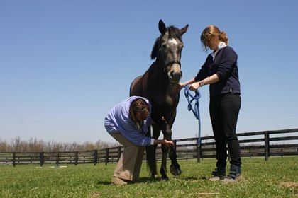 _TheBackman's tweet image. Diagnosing Equine Neurologic Diseases buff.ly/2DblEJU
