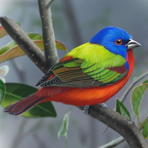 worldbirds32's tweet photo. Painted-Bunting (Passerina ciris) #painting #art https://t.co/eypoZQpT8l