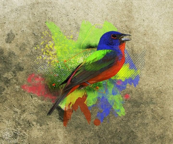 worldbirds32's tweet photo. Painted-Bunting (Passerina ciris) #painting #art https://t.co/eypoZQpT8l