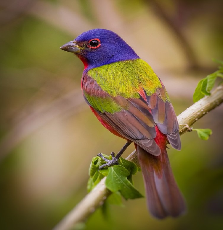 worldbirds32's tweet photo. Painted-Bunting (Passerina ciris) #painting #art https://t.co/eypoZQpT8l