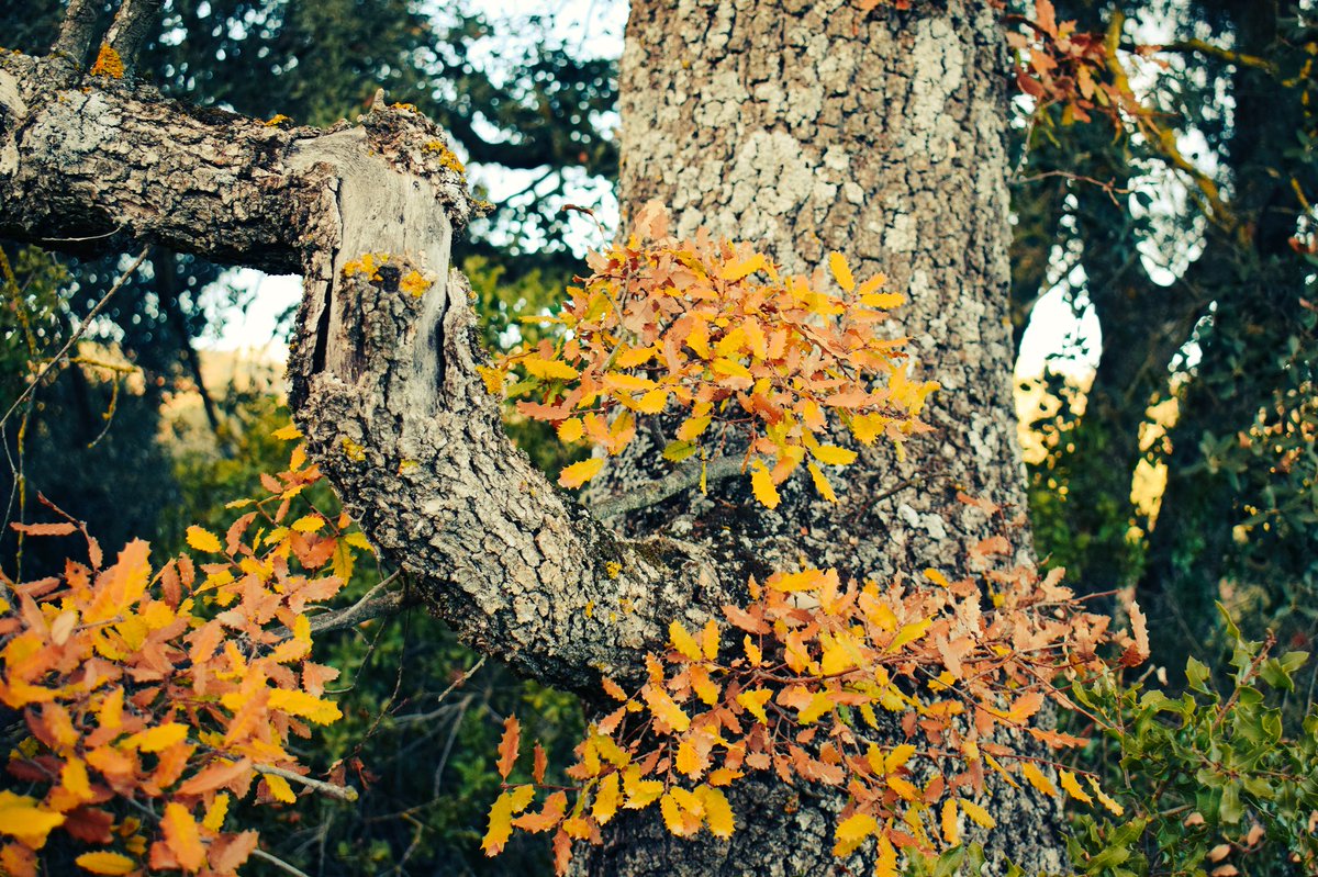 entrearbres's tweet photo. #quercus #faginea familia #fagaceae #quejigo #roblecarrasqueño #rebollo sus hojas #marcescentes característica #botanica de los #robles = mantienen sus #hojas secas en #invierno #otoño hasta la salida de las nuevas hojas en #primavera
#CAT #roure #reboll #rouredefullapetita https://t.co/XGC3m8j7gn