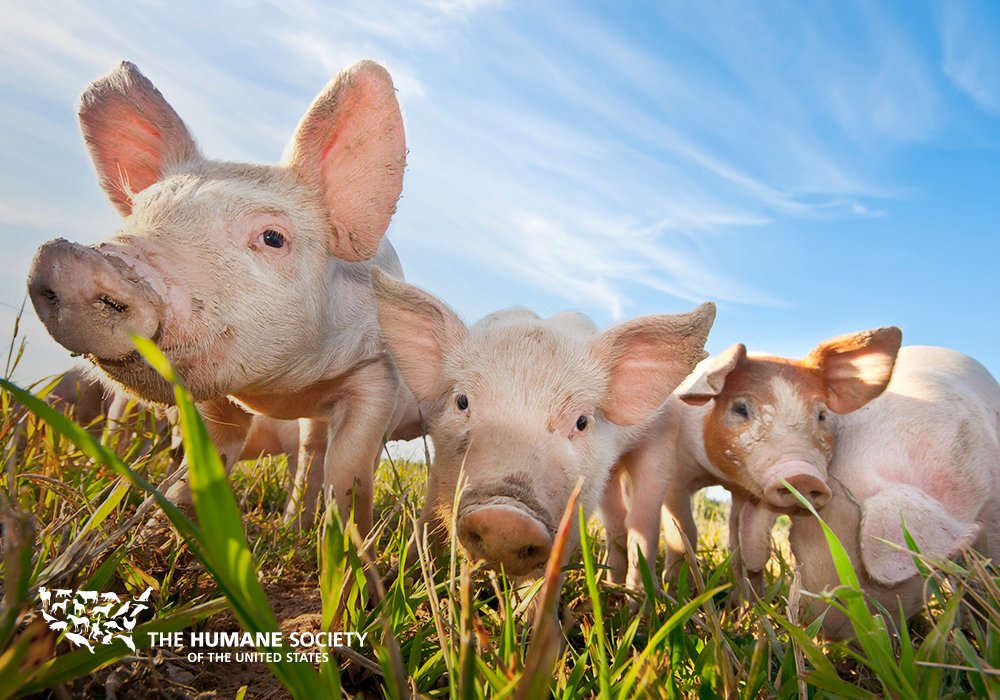 humaneworldorg's tweet photo. This is one of the most dire threats to all animals across the nation. 🙁

Congress is considering legislation that could wipe out a multitude of laws; from protecting dogs in puppy mills to animals on factory farms. Please speak out against HR 3599: https://t.co/UE5Txmumpp https://t.co/elprwWu3Oc