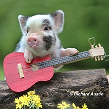 Richard Austin tweet media