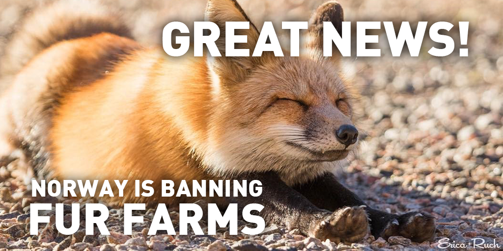 peta's tweet photo. NORWAY IS BANNING FUR FARMING! 🙌 This will save more than 800,000 animals a year from being tortured and killed. https://t.co/NP0nxw15Cn https://t.co/DlwEcXod8V