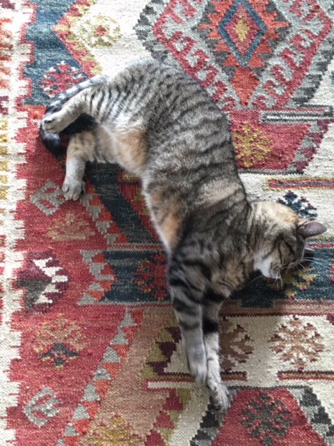 Anneka_tabbycat's tweet photo. I love my new rug, but have been told that scratching it is not the best way to show that love. Says who? Since when did I listen to the slaves? https://t.co/RnVk3a7ZFk