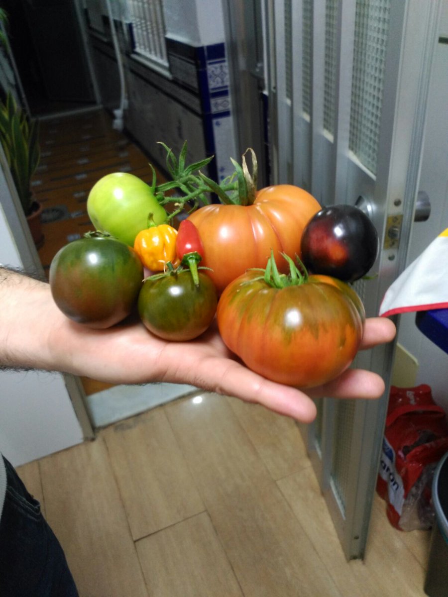 La cosecha de hoy!!! Tomate moreno, Monterosa, Kumato y Marmande-Raf + pimiento chile y habanero picante, todo en macetas.
