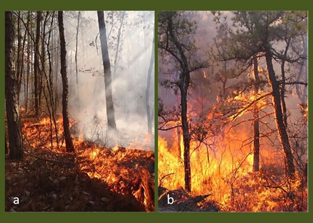 usfs_nrs's tweet photo. Our Best #Science of #2017 includes: Exploring how #fire managers optimize desired outcomes of planned wildland fires while reducing the impacts of #smoke emissions and ember transport. https://t.co/LO8zVPzrWT #LookBack2017 #fire https://t.co/bdXIk0vWbi