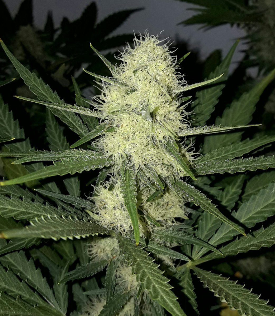 Apez140's tweet photo. #Momentos 
Fantasías sobre #PolarExpress de @GreenbudSeeds #Orgánico.
Espero que Os gusten Verde Mundo, Alegría, Paz y Semis;-))) https://t.co/ZsrJwYa7sW