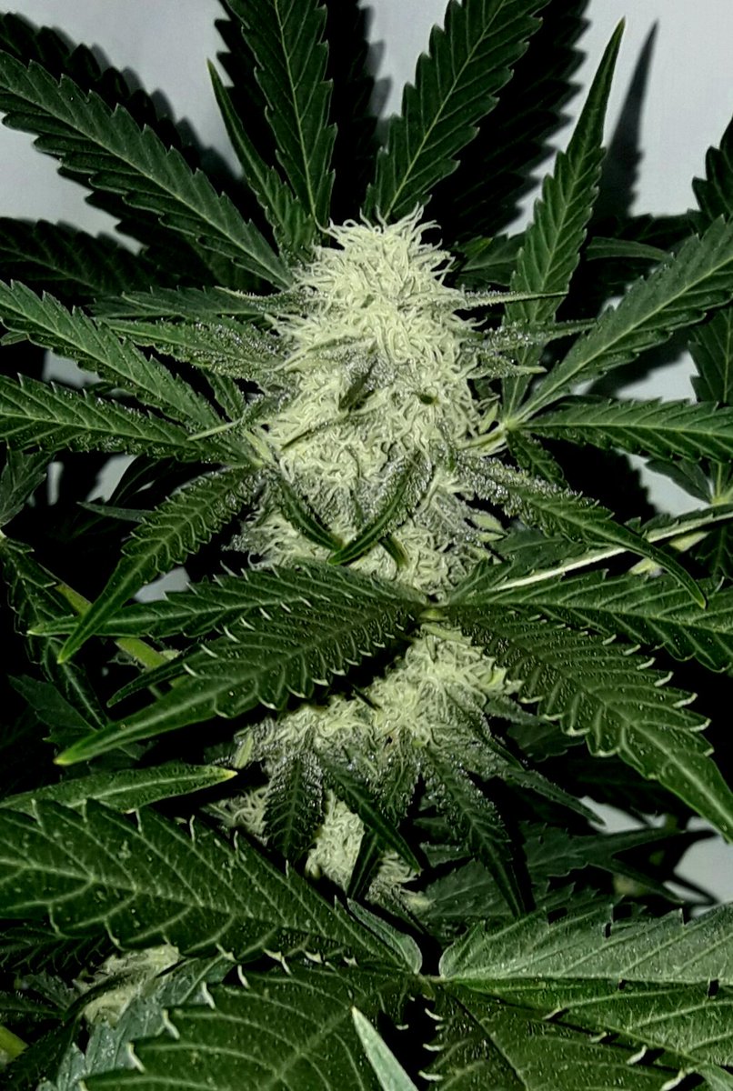 Apez140's tweet photo. #Momentos 
Fantasías sobre #PolarExpress de @GreenbudSeeds #Orgánico.
Espero que Os gusten Verde Mundo, Alegría, Paz y Semis;-))) https://t.co/ZsrJwYa7sW