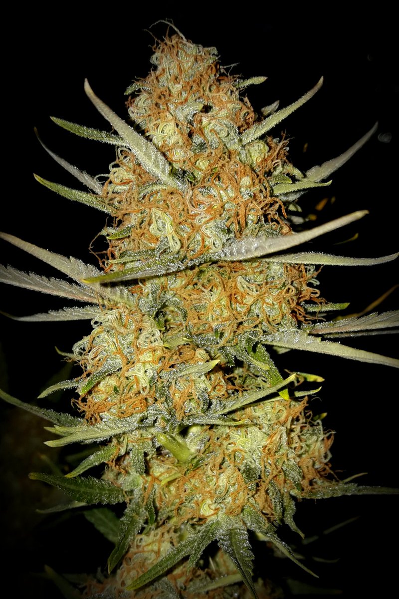 Apez140's tweet photo. #Momentos 
Fantasías sobre #PolarExpress de @GreenbudSeeds #Orgánico.
Espero que Os gusten Verde Mundo, Alegría, Paz y Semis;-))) https://t.co/ZsrJwYa7sW