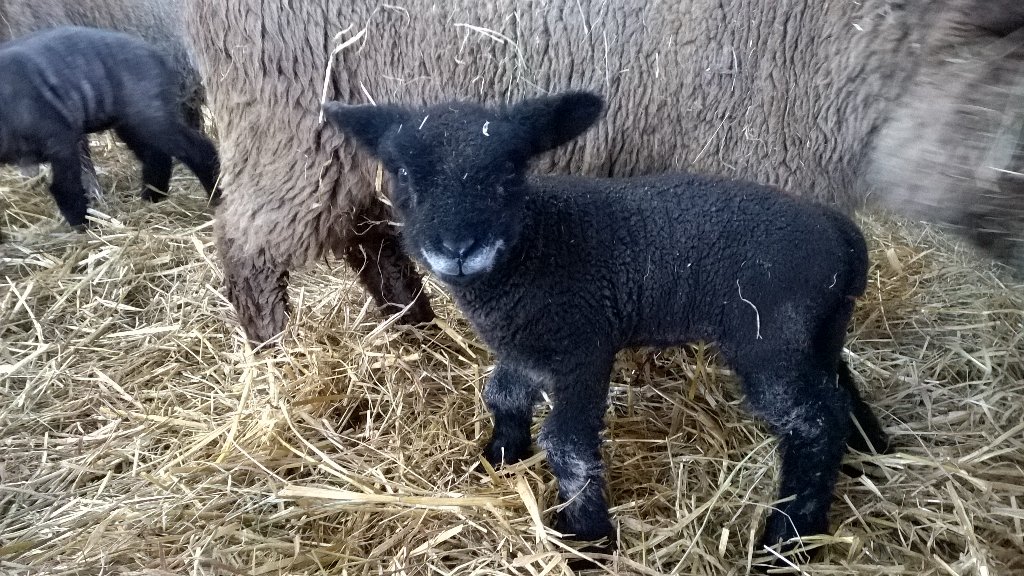 SouthYeoEast's tweet photo. We'll be needing ewe names beginning with 'Y' for our Coloured Ryelands this year #SuggestionsOnAPostcard #NameALamb https://t.co/RKq4V7ecIE