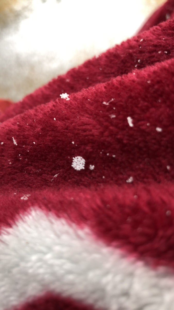 ashlbs11's tweet photo. Spent the morning catching beautiful snowflakes! @WTVAmatt https://t.co/KqWJVaUqAx
