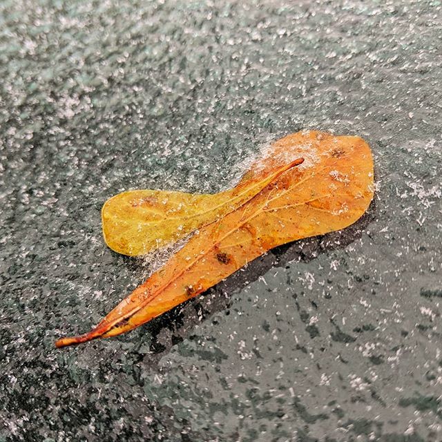 ThatMMurphy's tweet image. Leaf mostly embedded in ice on my windshield.

#texasweather #snowday #sleet #pixel2 #icepocalypse ift.tt/2Dg2BCp