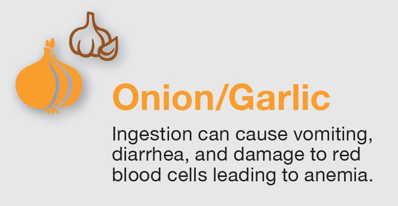CalVetSpec's tweet image. These are great additions to meals but make sure your pets do not consume! #toxictuesday #petsafety #safeholidays