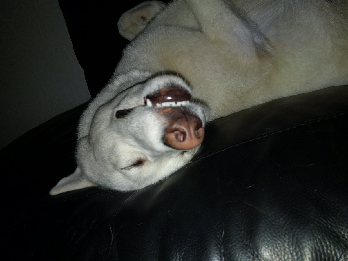 ScouseHusky's tweet photo. #BritainsFavouriteDogs https://t.co/MUF9HIEnkH