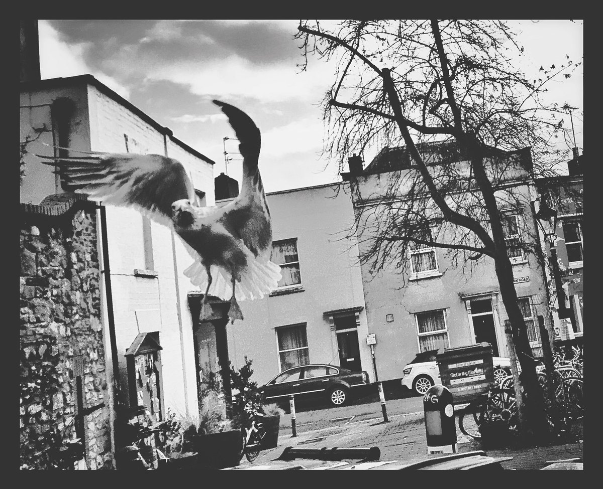 MoodyColin's tweet photo. “You want a piece of me?” #thebirds https://t.co/VUYOqsfq5J
