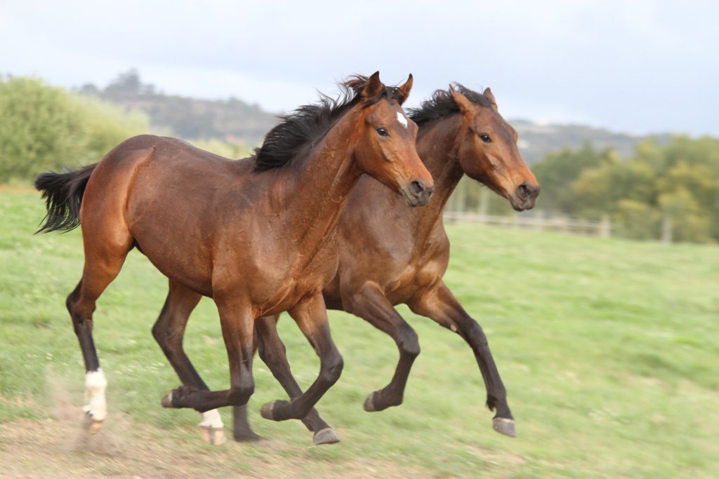 mildwest53's tweet photo. Imposant gana con los colores de Francia Galop ! 
Después de un error en la transmisión de datos en la matriculation de la carrera de hoy en Pau, Imposant no pudo correr con los colores habituales de Mild West, pero tuvo que usar un blanco neutro con faja tricolor francés. https://t.co/P9neu6DdAy