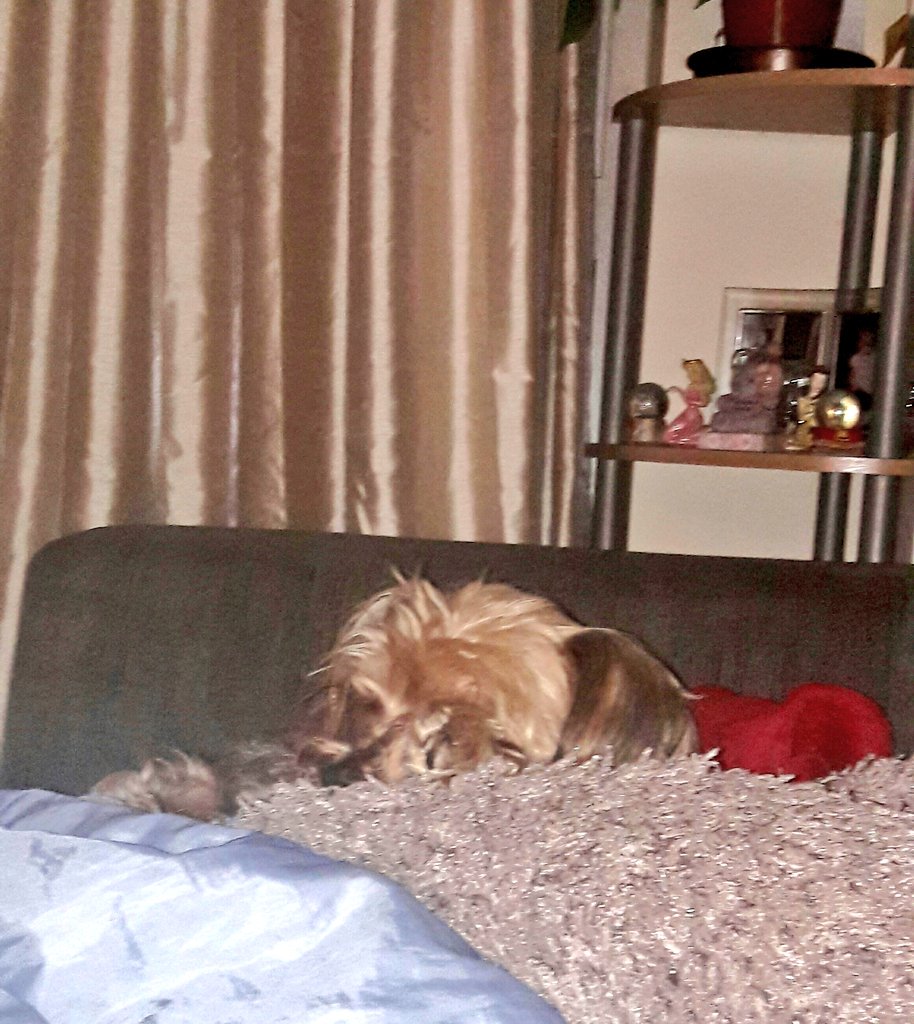 stephanieg01's tweet photo. Millie having a snooze with her blanket and favourite pillow #dogsofinstagram #dogsoftwitter #porkie #yorkiepom #britainsfavouritedogs #number1 https://t.co/4DfUvnXflG