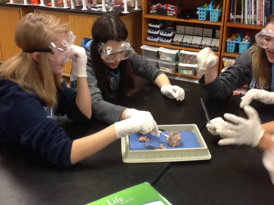 thefalions's tweet photo. Our middle school students have been busy with experiments and labs! Recently, our 8th grade scientists made conductive dough to create an electric circuit, and our 7th graders dissected a cow eye. Enjoy pictures of our young scientists at work! #FAisFamily #FAscience https://t.co/9tEdrncElL