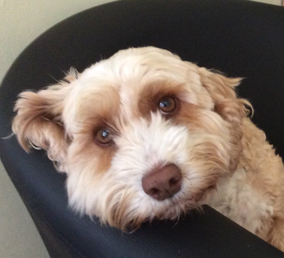 MissFourpaws's tweet photo. Watching #100Dogs on ITV waiting for the cockapoo. https://t.co/H2StboUbiR