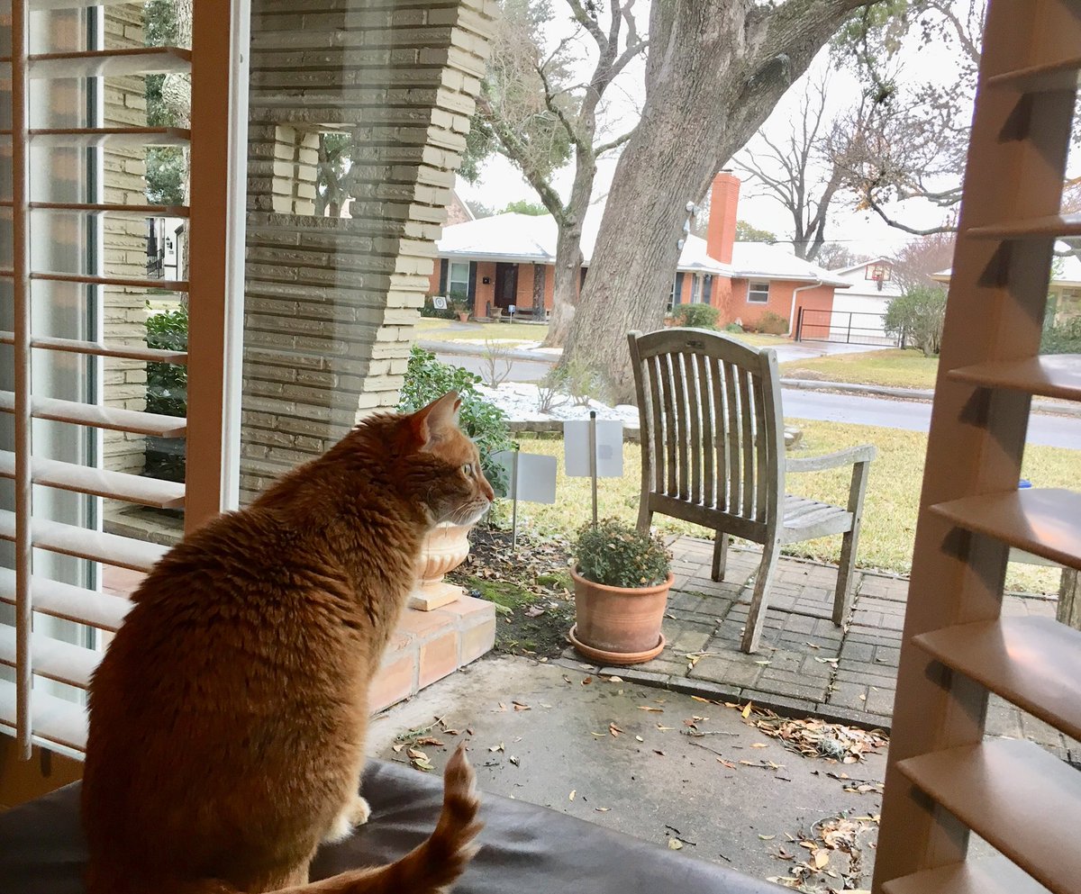 KateCPerez's tweet photo. #IndoorCat always on inside looking out. Doesn’t know how good she’s got it despite Houston winter &amp; Harvey these last few months! https://t.co/ifW0sZeJh1