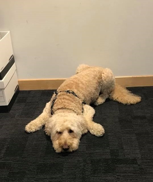 WestHerr's tweet photo. Toby was such a good boy, patiently waiting for his new #Mercedes! ๐ ๐ #DogsOfWestHerr #DogsOfBuffalo #DogsOfRochester https://t.co/EBpPwe5GRq