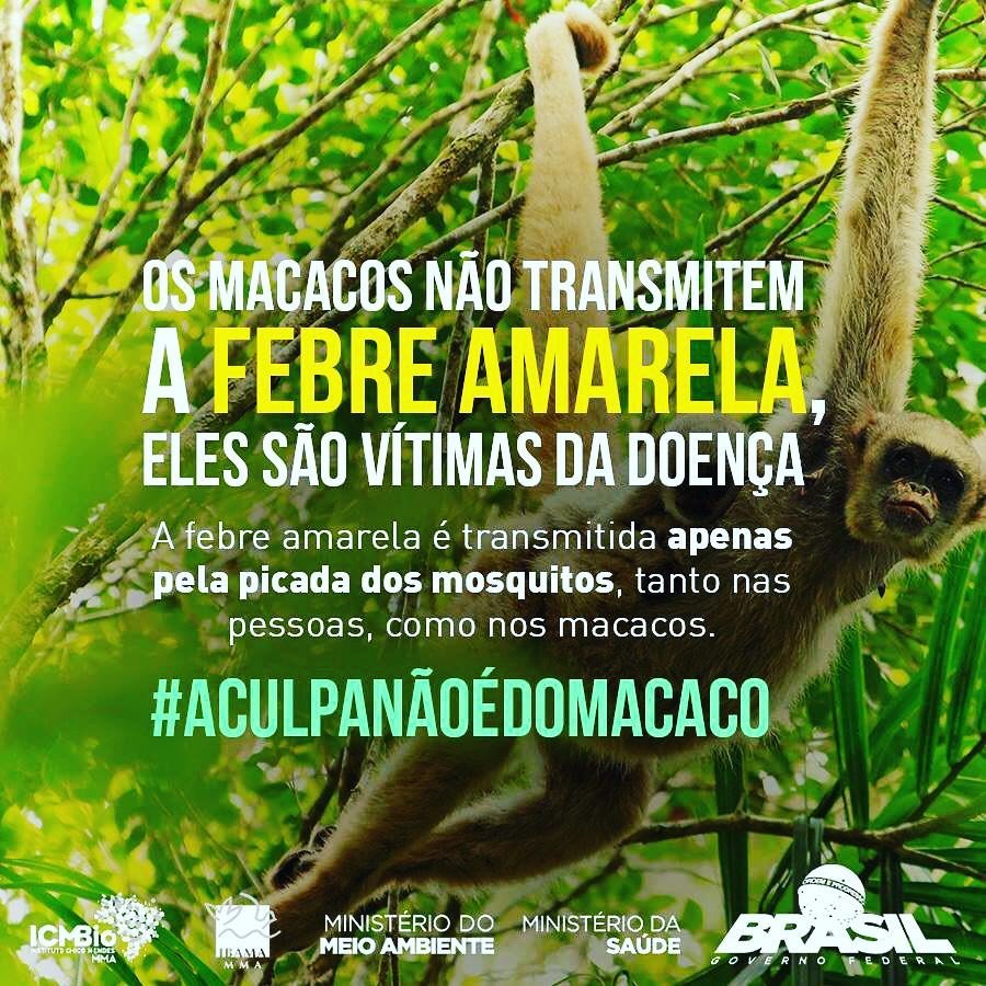 simplestempero's tweet photo. 🐒 #ACulpaNãoÉDoMacaco | Caso a população encontre macacos mortos ou doente... https://t.co/bntqOLeikX https://t.co/YGrD9FFZFf
