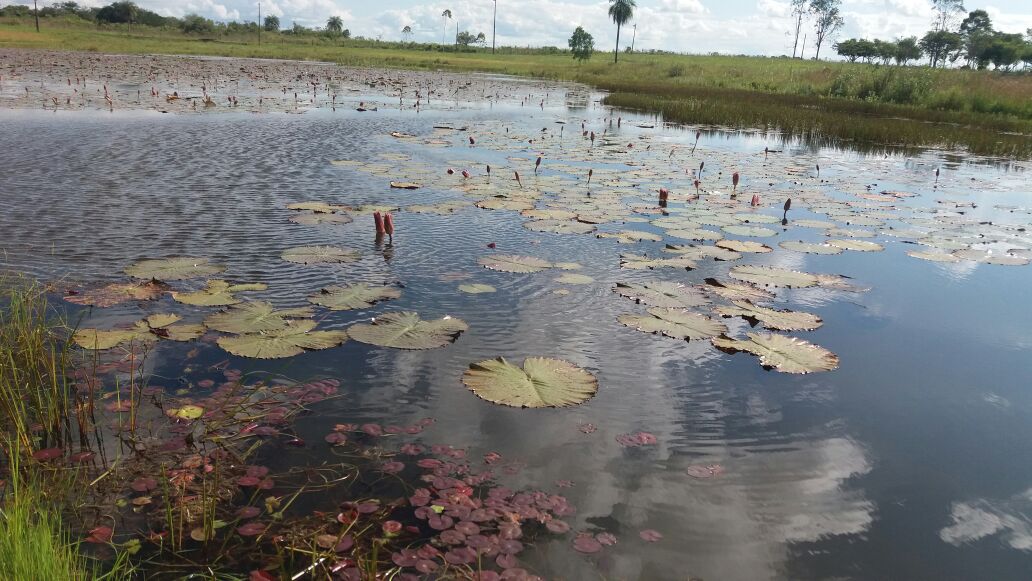 UltimaHoracom's tweet photo. Vistosas plantas de loto ofrecen espectáculo en Villarrica https://t.co/suTqgwQQOU https://t.co/nfUgTQyfj1