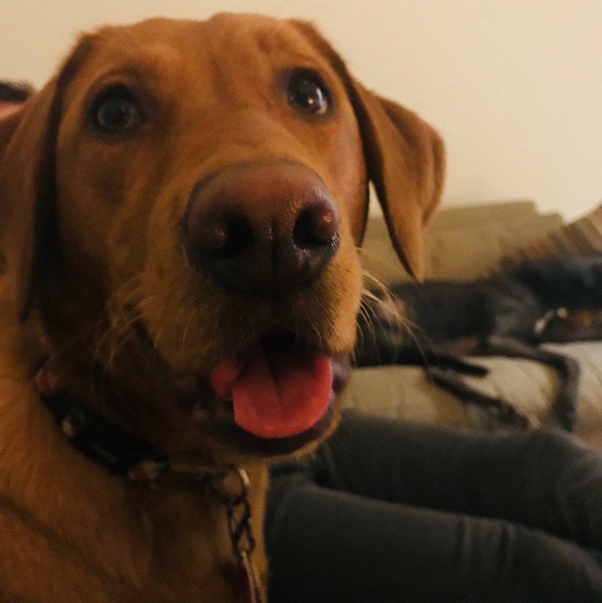 keefer74's tweet image. . @RubyFox_Lab is pretty chuffed to be top of #BritainsFavouriteDogs   , @JedHound (in background) is fuming with #20.