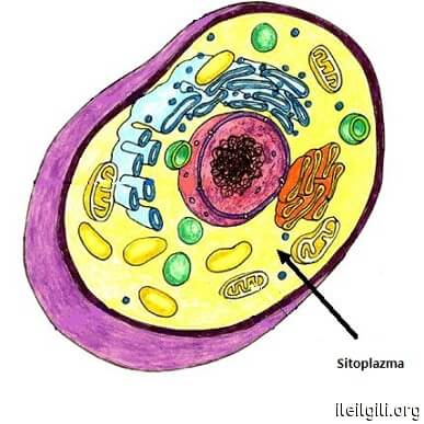 Image result for organel