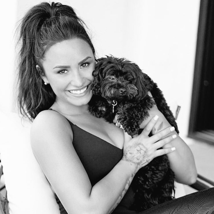 JxcJxssa's tweet photo. 🐶💙 #Batman #CutestPet #IHeartAwards #CutestMusiciansPet @ddlovato ☺️ https://t.co/Xxmg8vMnHl