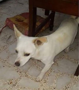 TelevisaPuebla's tweet photo. #ServicioSocial ayuda a BodKi a regresar a casa, se perdió en la Col. Cleotilde Torres, cualquier información al 2229208559. RT es una forma de ayudar. https://t.co/Mh58HuxBVp