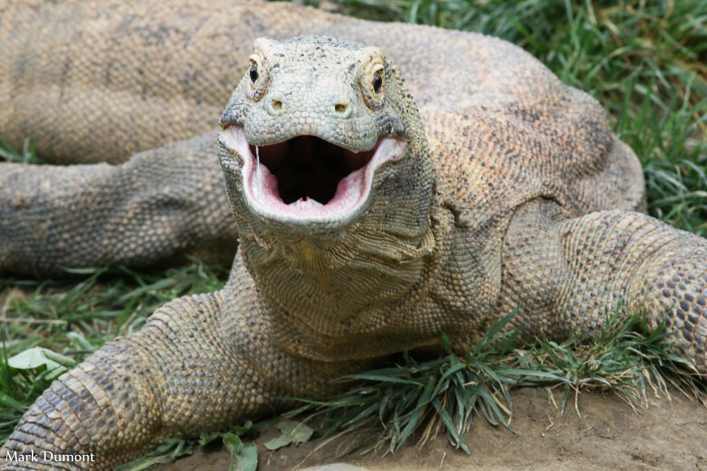 comodo dragon weight comodo dragon weight