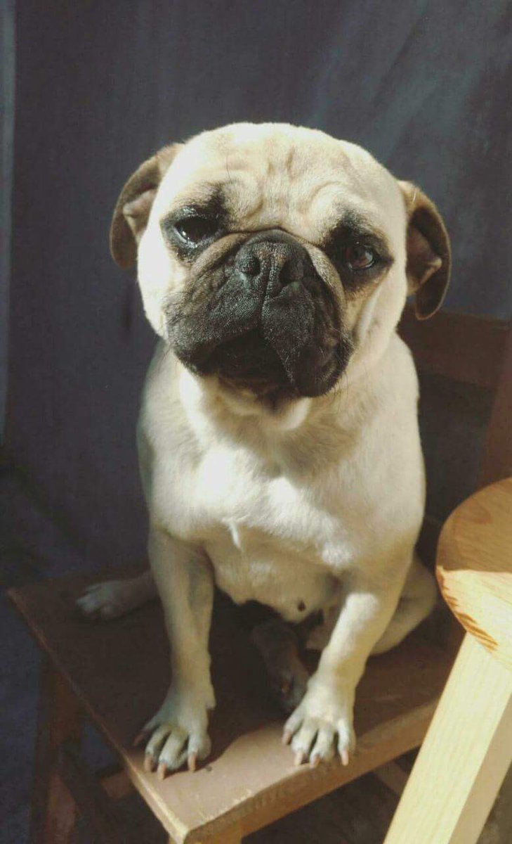 Jhazzmin_'s tweet photo. Amigos!! Si alguien vive en Iztapalapa cerca de Chimalpopoca por Col.Valle de San Lorenzo ayudenos a encontrar a esta bella Pug 👏🏼
Se llama Chata y se perdió esta mañana 😥 https://t.co/ICp61wiKJu