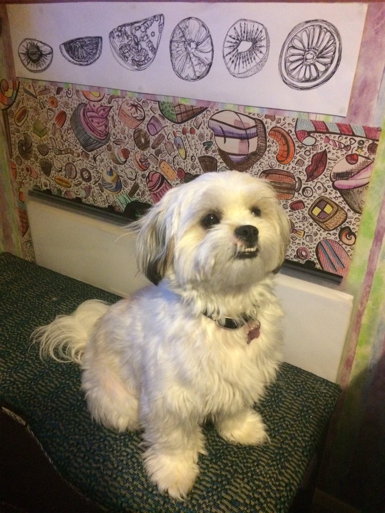 HandDrawnWorld_'s tweet photo. #Dogs are better than people. FACT! 🐶❤️ #BritainsFavouriteDogs #Daisy #Poppy #Shichon #Zuchon #teddybeardogs https://t.co/qhATz7W1ez