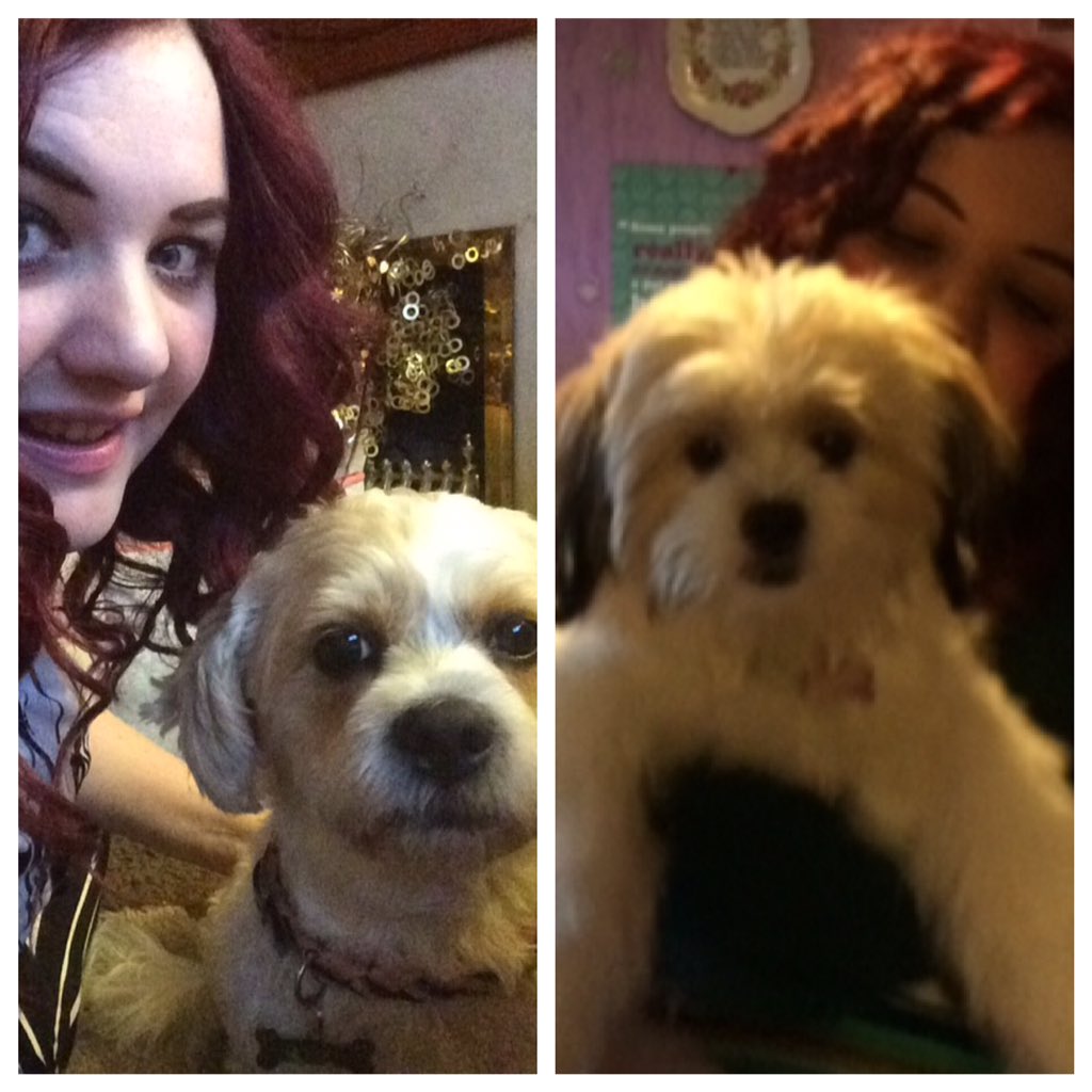 HandDrawnWorld_'s tweet photo. #Dogs are better than people. FACT! 🐶❤️ #BritainsFavouriteDogs #Daisy #Poppy #Shichon #Zuchon #teddybeardogs https://t.co/qhATz7W1ez